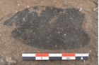 Foto (Detailansicht) von Ficus jynx Unger (NHMW-GEO-2024-0188-7986)